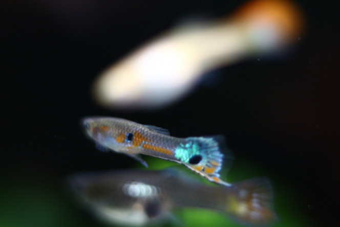 Photographie du post de MarleneMLX 