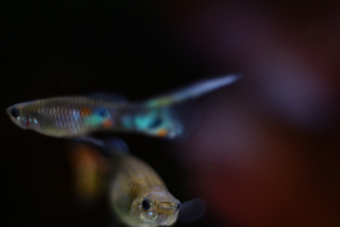 Photographie du post de MarleneMLX 