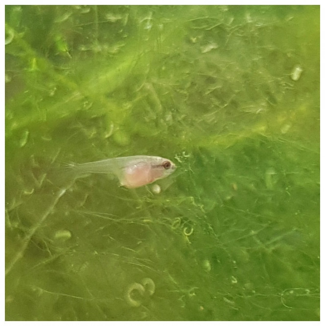 Quand l'appétit va, tout va... Betta Splendens