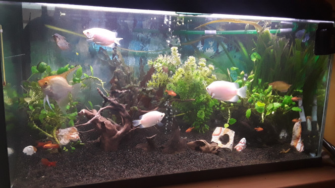 Nettoyage algues Aquarium après gros nettoyage des algues