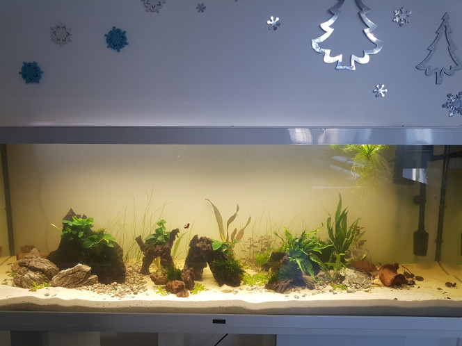 Petite évolution ^^ Ajout de : 

- Echinodorus bleheri sur la gauche (encore petite)
- Cryptocorynes 
- Staurogyne repens
- Mousse de Taïwan 

Merci @Scaracas !

A venir... 

Ajout d'une echinodorus rouge, de nombreuses cryptocorynes et d'une racine sur ventouse avec anubia nana :)

Ensuite... on verra pour ajouter des epiphytes si besoin :)