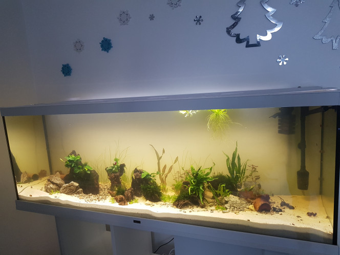 Petite évolution ^^ Ajout de : 

- Echinodorus bleheri sur la gauche (encore petite)
- Cryptocorynes 
- Staurogyne repens
- Mousse de Taïwan 

Merci @Scaracas !

A venir... 

Ajout d'une echinodorus rouge, de nombreuses cryptocorynes et d'une racine sur ventouse avec anubia nana :)

Ensuite... on verra pour ajouter des epiphytes si besoin :)