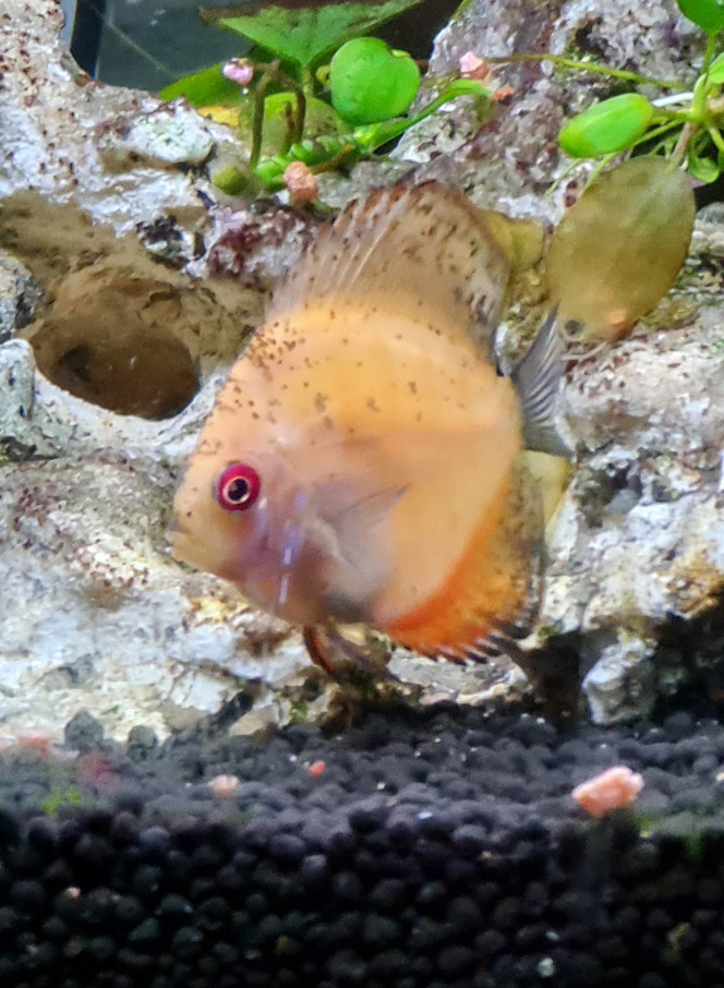 Manda - Discus 20.12.20