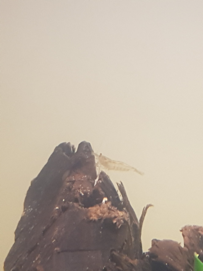 Roi de la montagne! C'est plus facile pour repérer les attroupements de tubifex ou de daphnies... :p