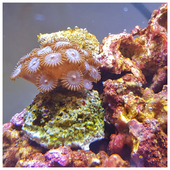 Zoanthus 