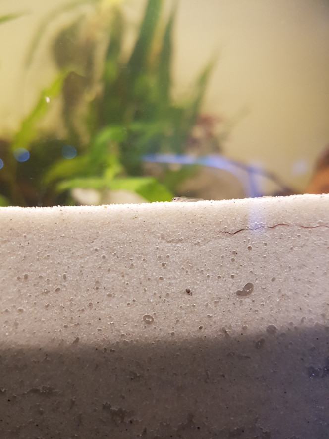 Petits corys de noël... Apparus dans le 350L en "cyclage" ce matin (bactéries, micro et macro faunes ajoutés à la mise en eau :)).

Normalement le bac est déjà prêt à recevoir 30% de la pop en poissons alord les petits corys devraient bien aller mais je voulais attendre l'enracinement des plantes pour ne pas avoir à stresser les poissons avec le jardinage... x)

Ca fait quand même une belle surprise ! 

On verra si ce sont des aeneus venus de mes cryptocorynes ou des paleatus venus des plantes de scaracas... :p