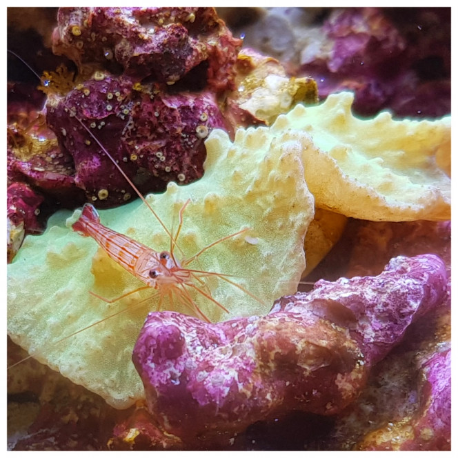 Lysmata wurdemanni 