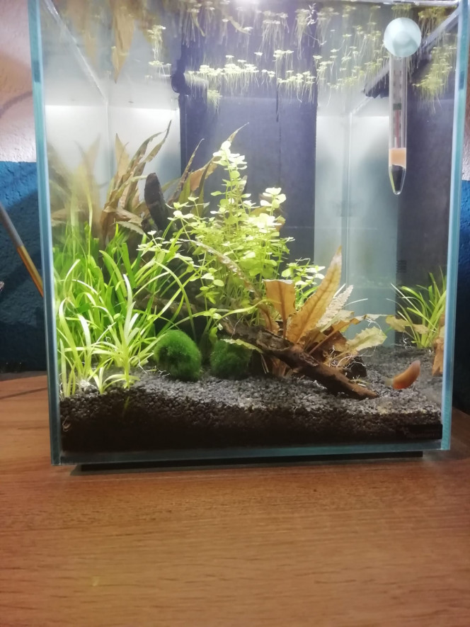  Mon nano aquarium crevettes plus colisa