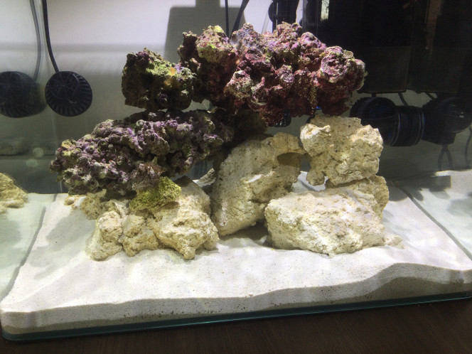 Mini Reef 