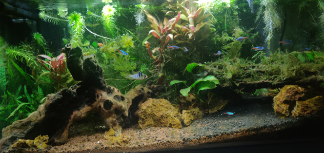 Ça pousse toujours et tout le monde va bien ! Après 1 mois et demi de mise en eau l'aquarium évolue bien ! Les plantes poussent toujours aussi bien et chacun semble avoir trouvé sa place !

Les habitants arrivés il ya maintenant presque 2 semaines semblent bien se sentir dans l'aquarium et nous donne même l'impression de bien s'entendre pour le moment. ( Bon un peu moins depuis que le couple de Ramirezi protège leurs oeufs...)
