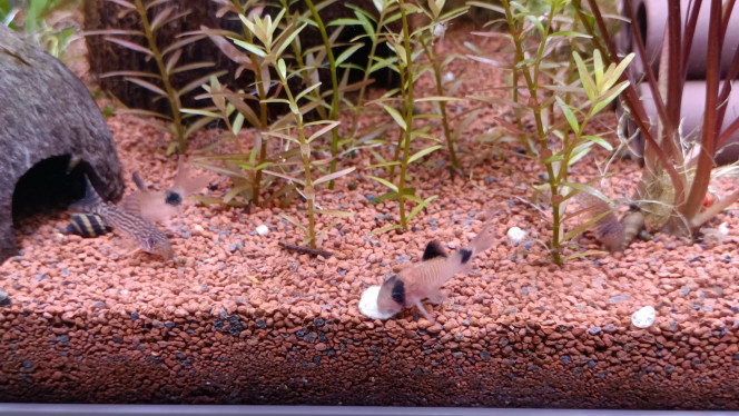 Corydoras panda et sterbai prennent leur petit dej 