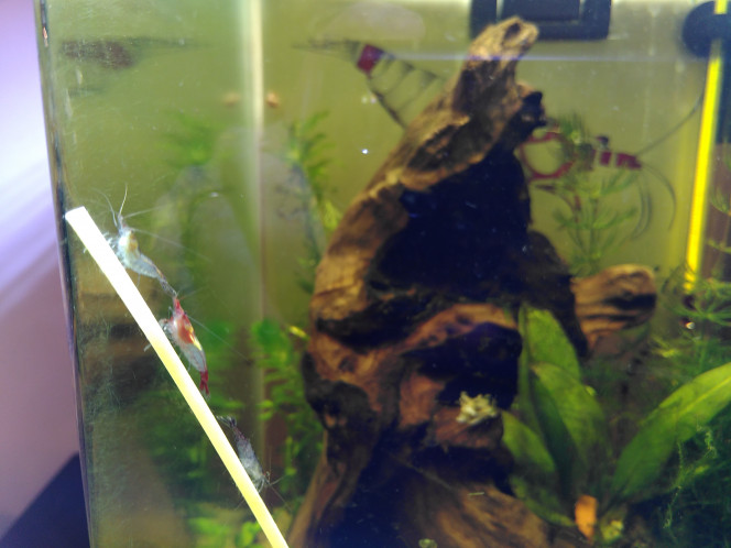 Ajout des crevettes! 10
Melange rili red et autres