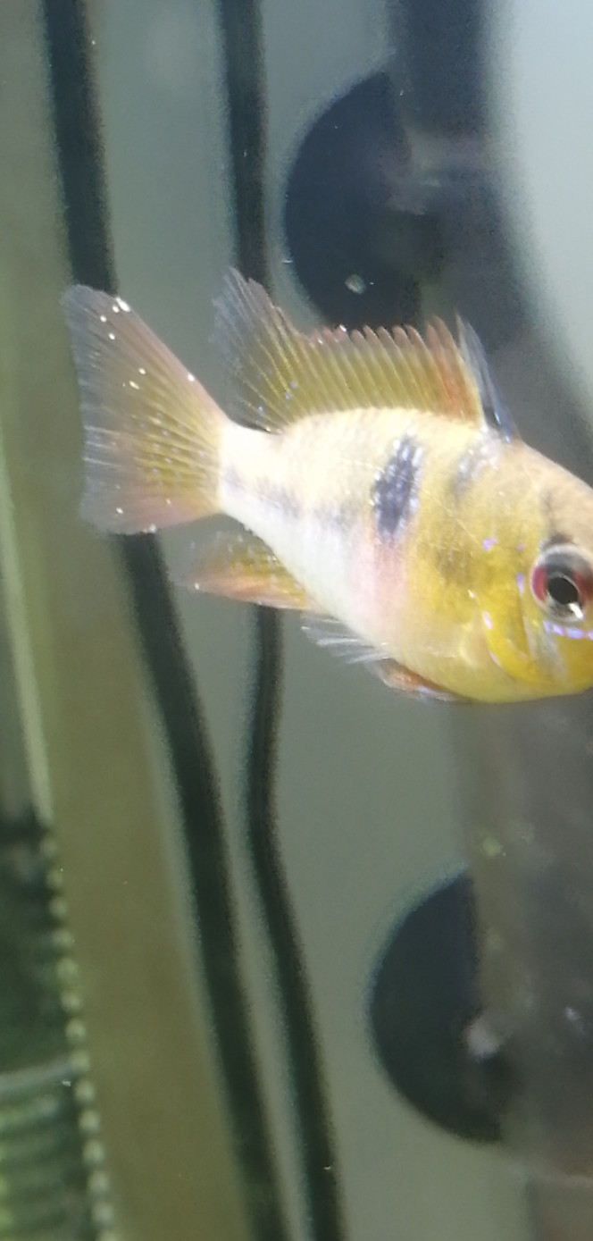 Photographie du post de ch-rouquin 