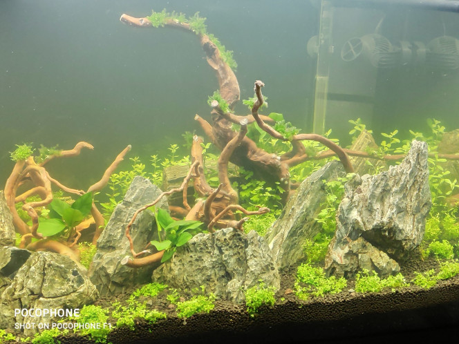 J+7 après plantation 
