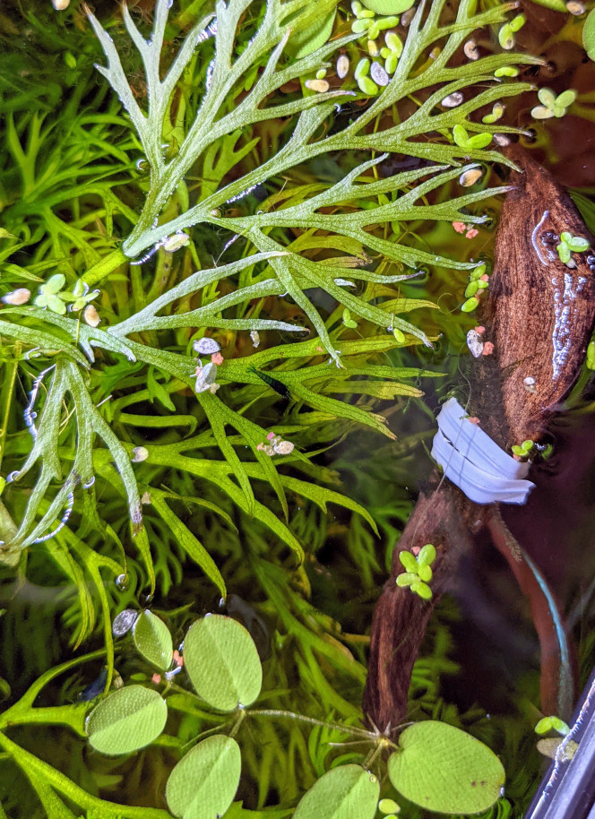Du nouveau Gourami fait son nid, il semble que les otocinclus soient en couple, et première naissance de crevettes, tout ça 2 mois seulement après la mise en eau !