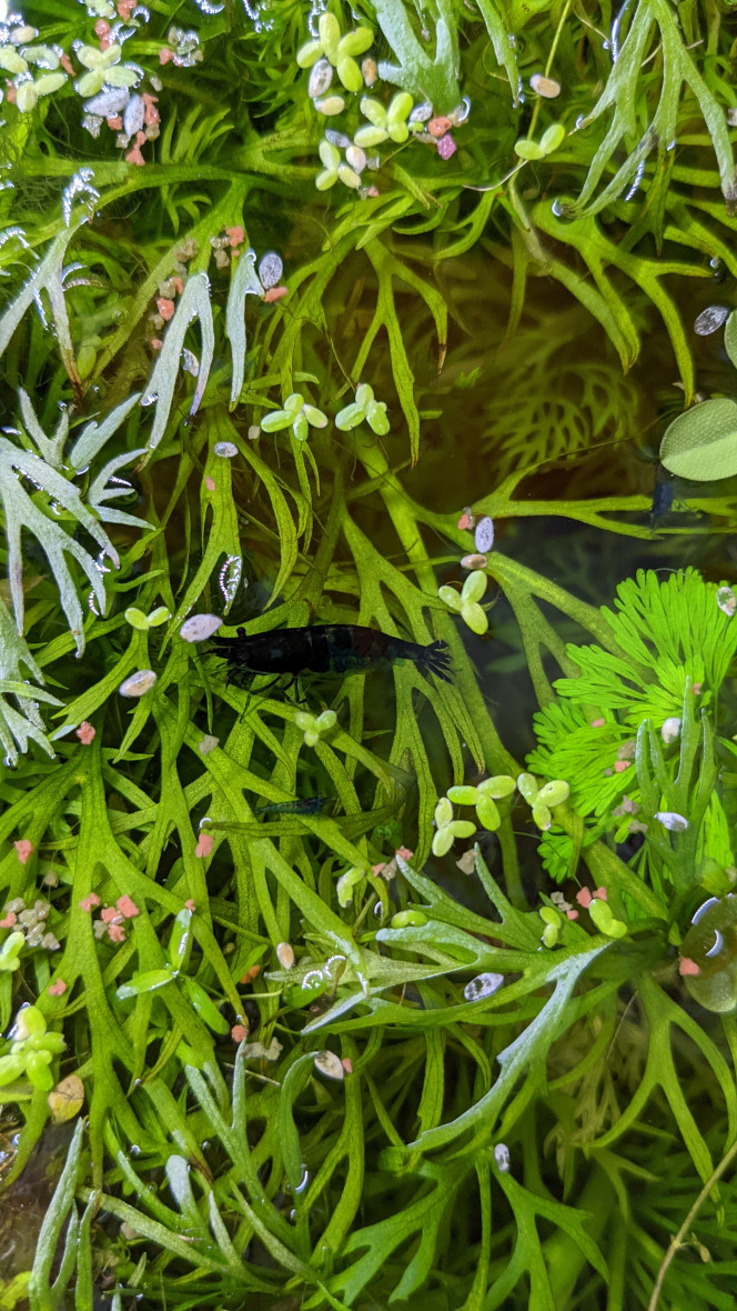 Du nouveau Gourami fait son nid, il semble que les otocinclus soient en couple, et première naissance de crevettes, tout ça 2 mois seulement après la mise en eau !