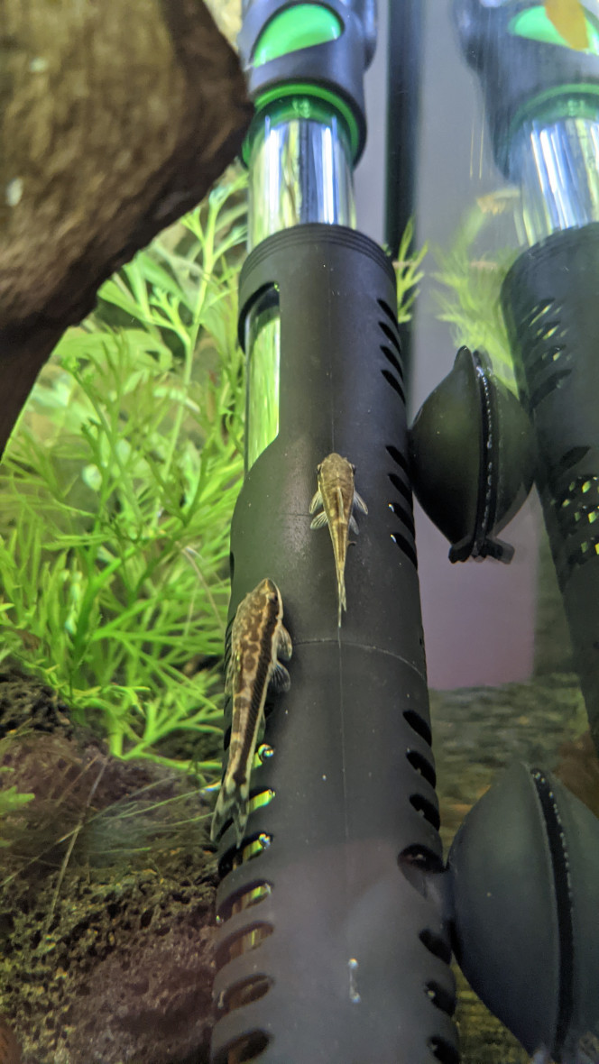 Du nouveau Gourami fait son nid, il semble que les otocinclus soient en couple, et première naissance de crevettes, tout ça 2 mois seulement après la mise en eau !