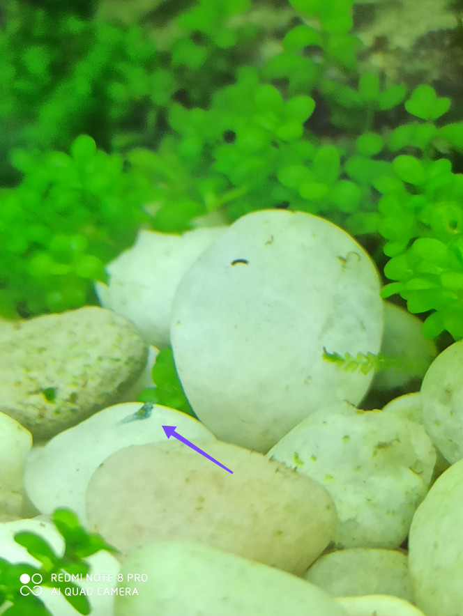 Premier Bebe Crevette Sur Le Forum De Discussions Fishfish Aquarium Et Aquariophilie