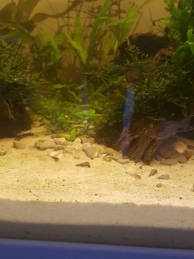 Mes bébés ♡ Pitis corys a j+21 de cyclage apparus par magie à partir des plantes le matin de noël ♡