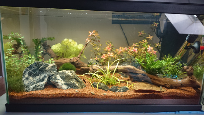 Ciano Aquarium 60 LED Ajout de plante : Rotala Macranda & Egeria Densa
Ajout d'invertébré : 6 Crevettes Neocaridina Davidi Blue Velvet & 5 Escargot Mélanoide Tuberculata
