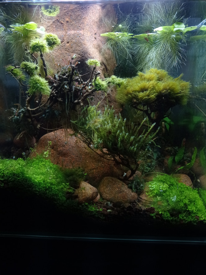 Nano Esterel (aquascaping) 