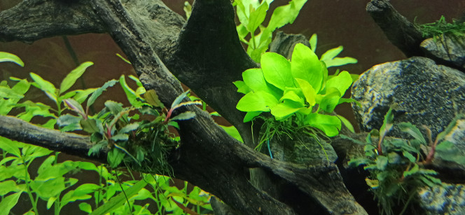 Nouvelles plantes Anubias Pinto, Hygrophila Pinnatifida et Anubias Gold