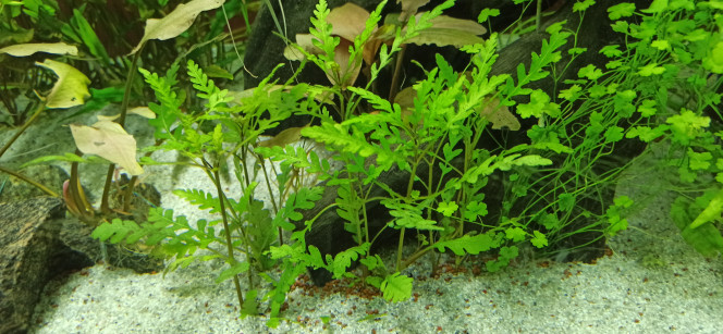 Nouvelles plantes Anubias Pinto, Hygrophila Pinnatifida et Anubias Gold