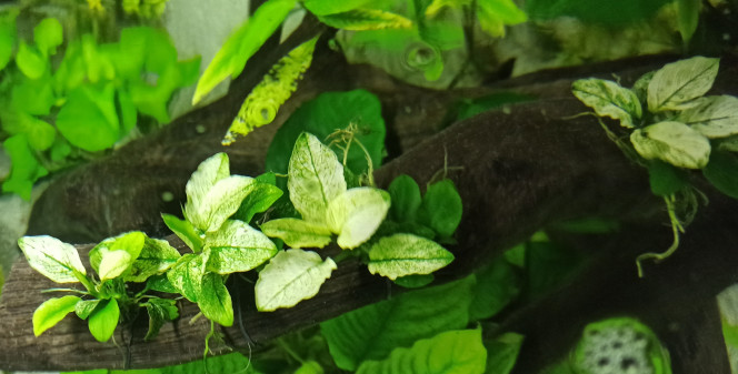 Nouvelles plantes Anubias Pinto, Hygrophila Pinnatifida et Anubias Gold