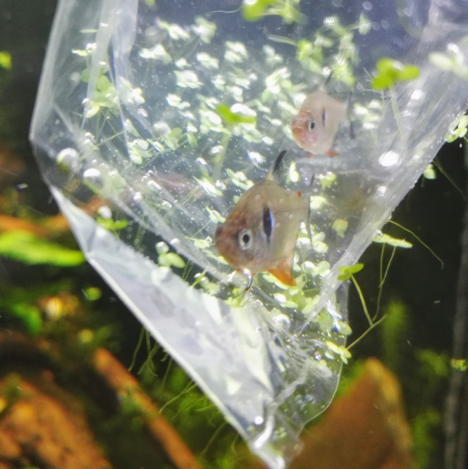 Ajout des premiers TETRA FANTOMES Les premiers tetras fantômes sont arrivés dans mon bac ! il s'agit de 2 jeunes femelles qui viennent de Leboncoin (merci "pop" !) Elles seront rejoints quelques jours plus tard par les 4 tetras fantômes de mon 200L. Elles sont très actives dans le bac, et n'hésitent pas à se battre avec les Danio lors de la distribution de nourriture. L'idée c'est d'arriver a compléter le banc pour arriver à 10/12 d'individus pour que qu'ils se sentent à l'aise.