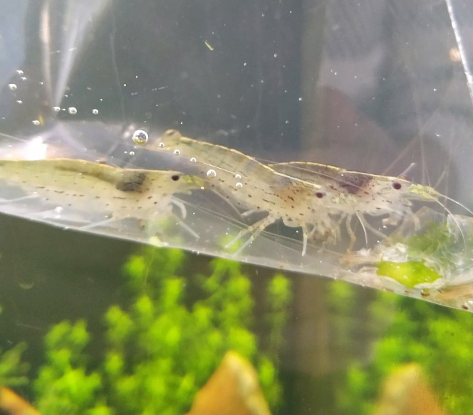 Complément de crevettes Et voici 3 nouvelles crevettes pour mon bac. La petite armée anti-algues compte désormais 12 individus. Encore une fois, trouvées sur Leboncoin. Achetés par leur ancien proprio à Jardiland il y a 6/8 mois