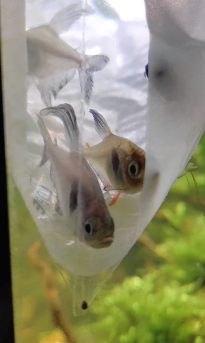 Complément de tetras fantômes Et voici les derniers tetras fantômes, 4 mâles et 1 femelle. Je n'avais qu'un seul mâle, il va avoir de la concurrence maintenant. Le petit groupe viens d'un petit aquarium de 80L (Merci Lea) ils vont avoir la belle vie dans mon 350L ! Leur ancienne propriétaire les as achetés il y a 1 an environ.