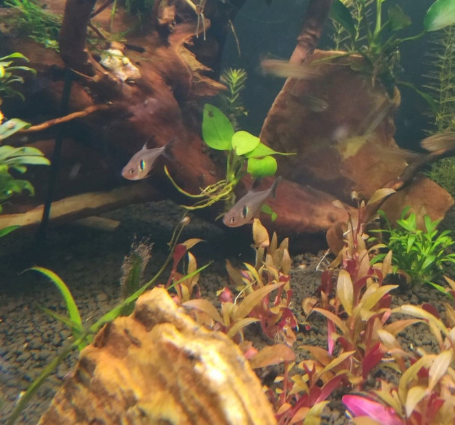 Update sur les 2 tetras fantômes de "pop" Depuis leur arrivée dans l'aquarium, ces deux jeunes femelles sont très dynamiques. Elles sont souvent à l'avant et suivent le groupe des Danios partout dans le bac. J'espère qu'elles réussiront à motiver les autres tetras un peu timides pour l'instant à sortir plus souvent de leur cachette !