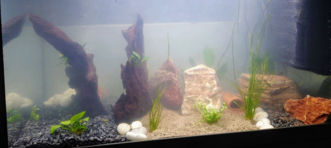 Mise en eau Enfin, le bac est préparé, c'est encore un peu trouble mais c'est une question de temps.  A la recherche de premiers habitants: Gourami, Danio, Guppy, Neon, Kuhlii, Corrydoras, Ancestrus. Les premiers arrivés seront les premiers logés ;)