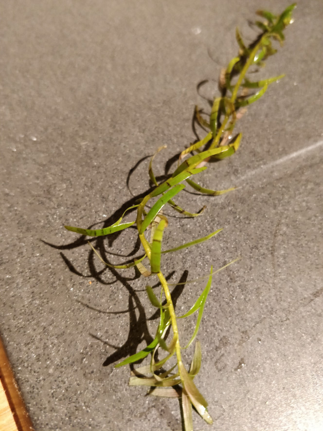 Photographie du post de despierg 