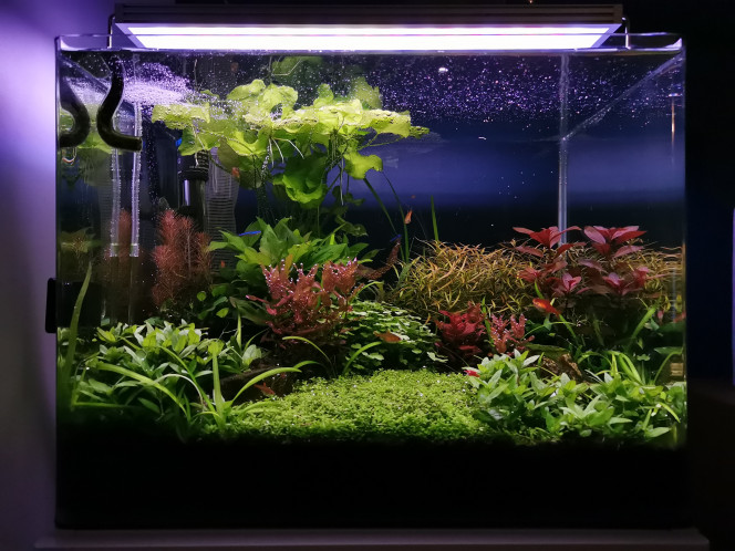  Les plantes ont pris leur rythme de croisière... Et au fond pointe enfin mon nymphéa après plusieurs mois en dormance... J'ai  bien cru qu'il était mort jusqu'à ce que je retrouve des bulbes au moment de la réfection du bac il y a 3mois ?