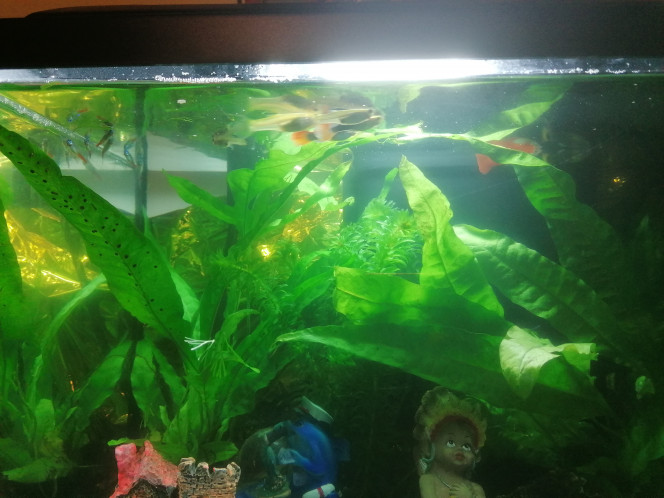 1 er aquarium 9 neons
3 Guppys males
6 Guppys femelle 
2 echinodorus 
2 microsorum 

Mise en eau jeudi 1 néon et un femelle mort se soir je ne comprend pas