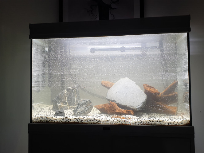 Mise en eau Substrat 3 Cm et sable grain moyen Hawaii aquantlantis

Magnifique Racine de mangrove  qui remonte à la surface. Faut trouver un truc. Demain je la fait bouillir.  En attendant je la cale au fond avec une ardoise. 

60pcent eau de pluie
40pcent eau courante

La pompe externe  jbl 902 easyclean est top silencieuse