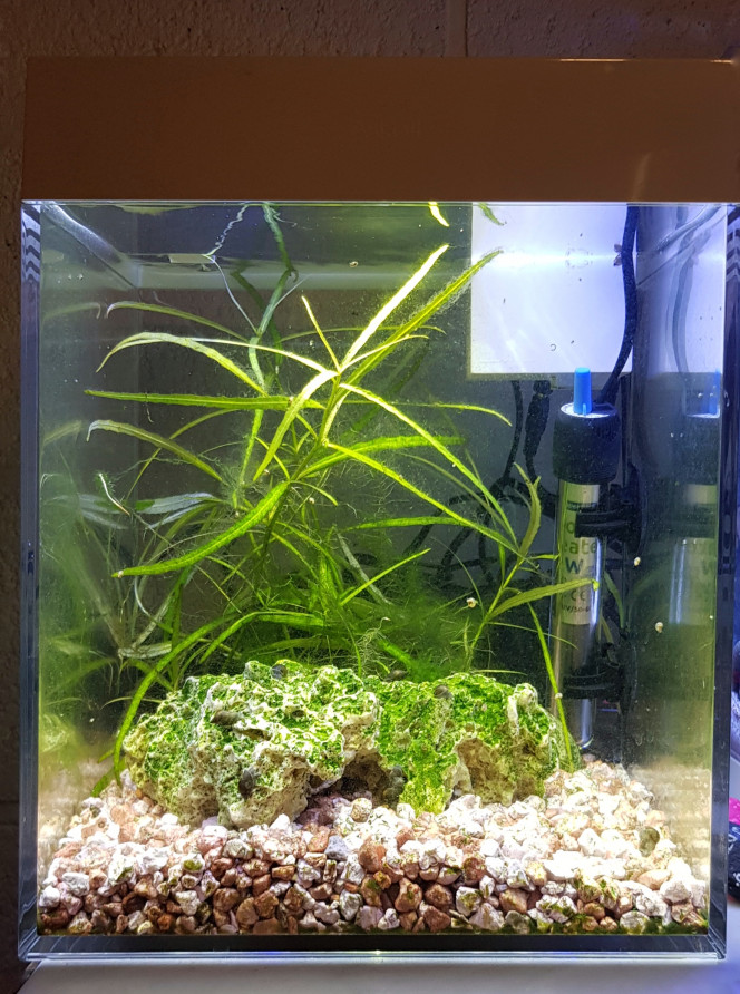 Le cube et ses algues... Bac non peuplé depuis sa mise en eau, en attente de recevoir un Betta splendens issu de ma dernière portée.
