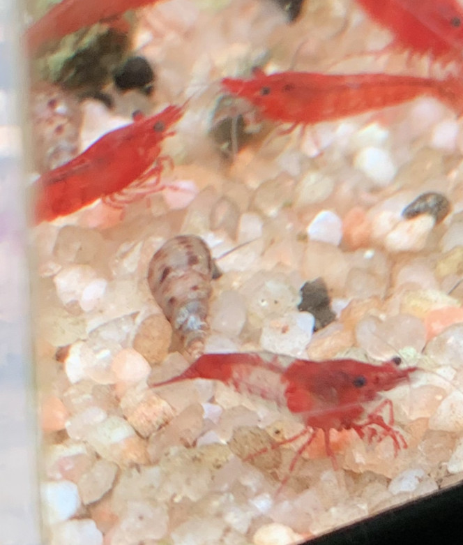 Photographie du post de onryou 