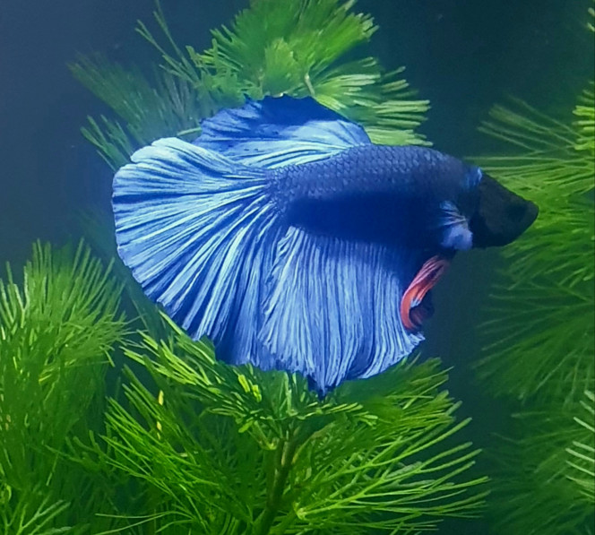 Plouf Premier aquarium 10 litres pour notre betta

Pour éviter qu il soit tout seul.nous avons ajouté 2 chory panda qui s eclatent ! 

La plante est envahissante je la taille tout les semaines mais plouf adore s y cacher.