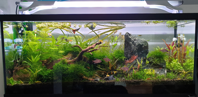 Bac communautaire avec crevettes Un bac qui a beaucoup évolué...
Encore quelques algues pinceaux mais une faune variée et en pleine forme. 
Un ajout de CO2 en cours