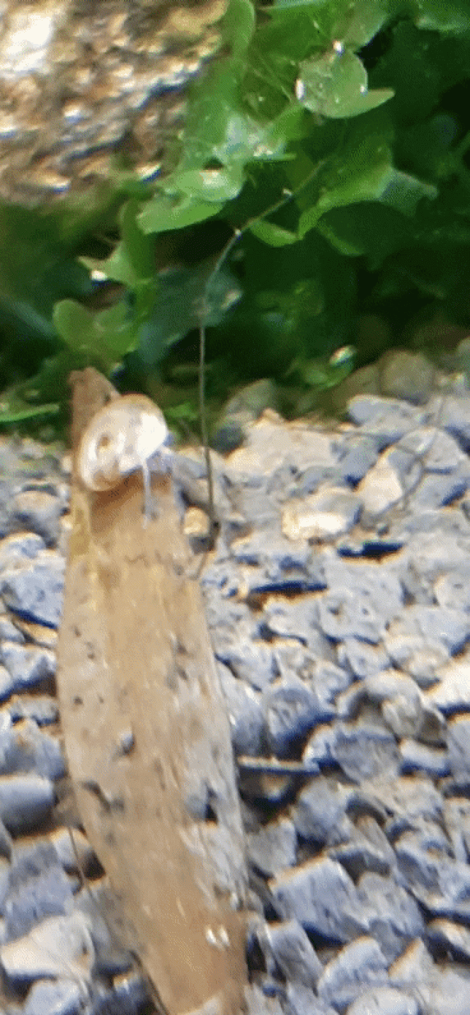 Je découvre une nouvelle espèce En regardant de très près, en grossissant beaucoup, j'ai trouvé une nouvelle espèce d'escargot dans mon bac.
Connaissez-vous son petit nom ?