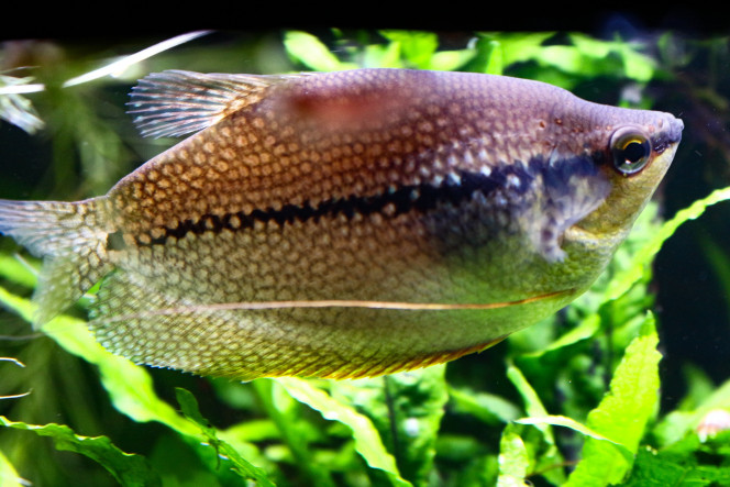 Male et femelle Gouramis perlés Les différences sont bien visibles, outre la couleur de la gorge, (orange chez le male et argent chez la femelle), les nageoires sont également un bon indicateur dans le dimorphisme sexuel. La rondeur est de mise sur les nageoires de la femelle alors qu'elles sont moins précisément dessinées et se montrent plus pointues chez le male
