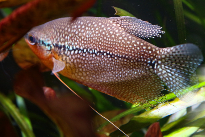 Male et femelle Gouramis perlés Les différences sont bien visibles, outre la couleur de la gorge, (orange chez le male et argent chez la femelle), les nageoires sont également un bon indicateur dans le dimorphisme sexuel. La rondeur est de mise sur les nageoires de la femelle alors qu'elles sont moins précisément dessinées et se montrent plus pointues chez le male