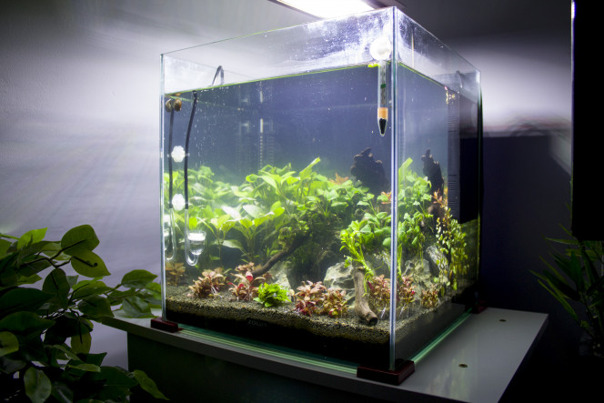 #1 Avancé de la croissance des plantes On va pouvoir observer l'avancer de la croissance des plantes.
Depuis qu'elles ont été plantés, il y a déjà de nouvelles feuilles visible sur les Hygrophila corymbosa et la hygrophila corymbosa compact à l'avant !
Pareil pour les plantes à feuilles rouges, l'Alternanthera reineckii mini et la Rotala rotundifolia 'H'ra' ont bien poussés !
Mes Anubias barteri nana commencent à perdre les algues de leurs feuilles vu qu'elles proviennent d'un autre bac (250L)