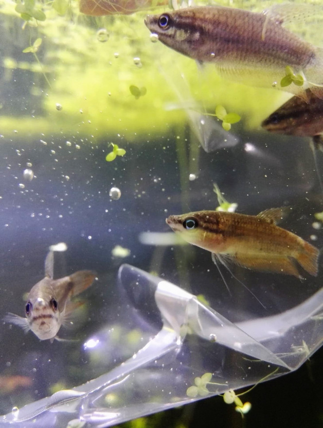 Les nouvelles stars de l'aquarium : 4 gouramis grogneurs 2 jeunes couples de gouramis grogneurs viennent s'ajouter à la population du bac. Leur nage très paisible contraste beaucoup avec les danio et les tetra fantômes toujours en mouvement dans le bac.