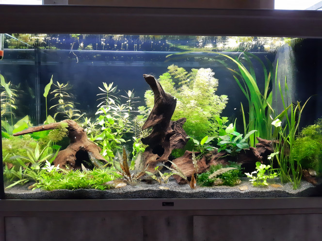 Aquarium de salon : bientôt les poissons Après les derniers tests d'eau, les jardinages pour retirer des algues et couper les plantes qui poussent déjà trop... après l'apparition de cyclops et autres petits vers... j'immortalise ce moment avant l'ajout des premiers poissons ou crevettes...