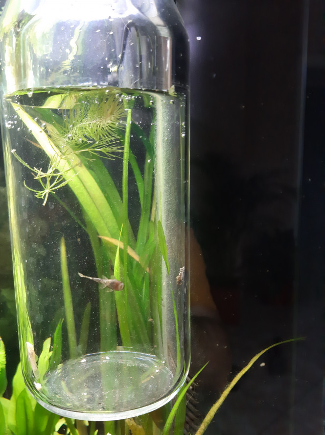 Aquarium de salon : premiers poissons Et voilà, c'est parti pour le test de mise de poissons dans cet aquarium. 4 ancistrus de 4 semaines, donc encore tout petits... wait and see...
