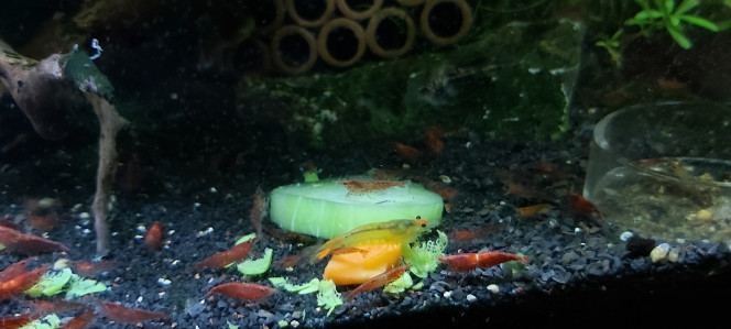 salade concombre carotte petit pois + Crevettes! 