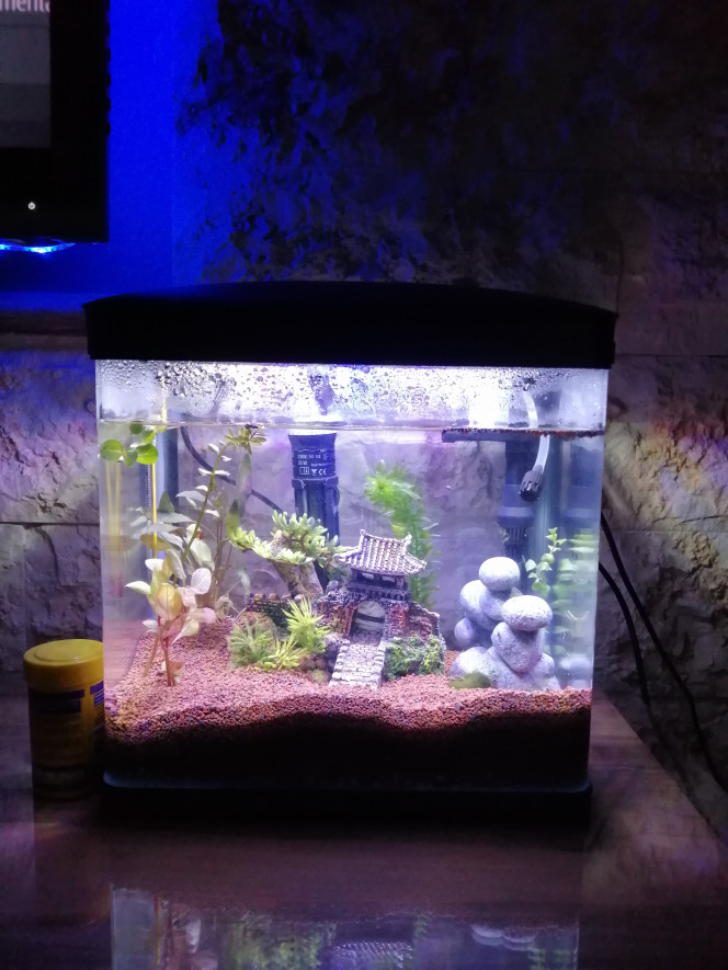 betta aquarium 14L avec un betta